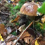La Petite Beurrerie Des Ardennes Casa de Férias *