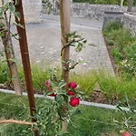 La Petite Beurrerie Des Ardennes * Celles (Namur)