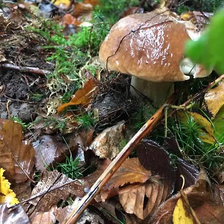 La Petite Beurrerie Des Ardennes Σπίτι διακοπών *