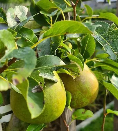 La Petite Beurrerie Des Ardennes Σπίτι διακοπών Celles (Namur)