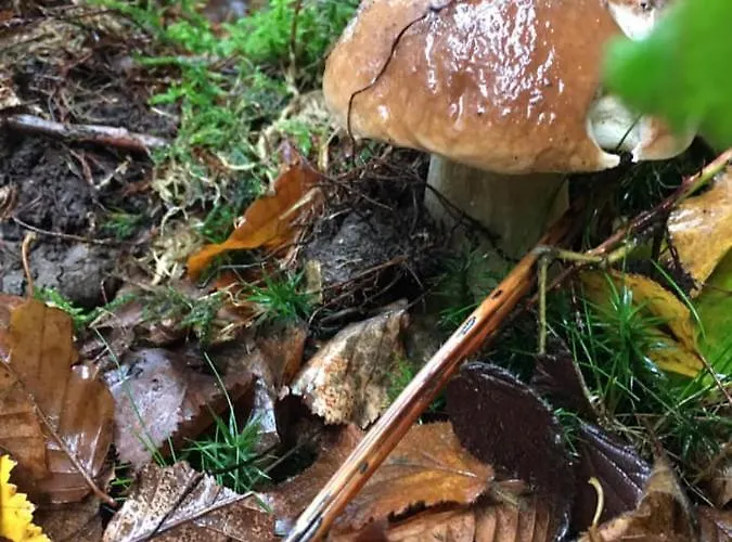 La Petite Beurrerie Des Ardennes Prázdninový dům *