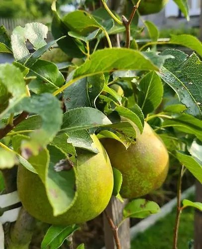 La Petite Beurrerie Des Ardennes Prázdninový dům Celles (Namur)